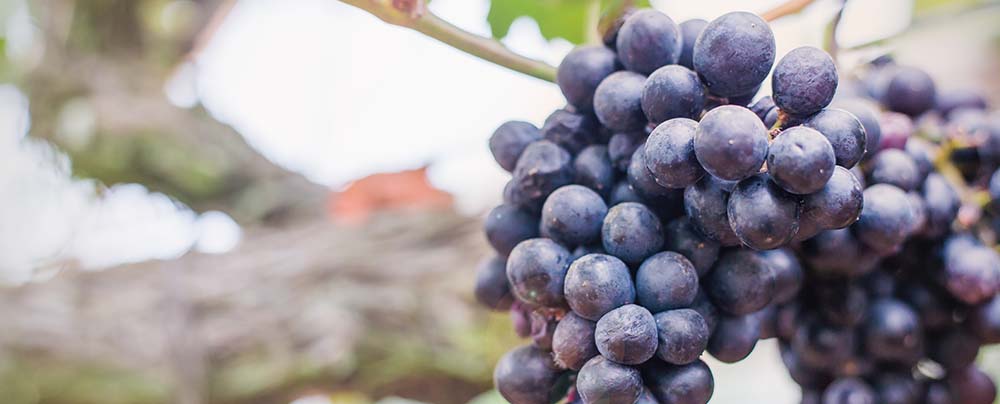 What is the difference between Primitivo and Zinfandel?