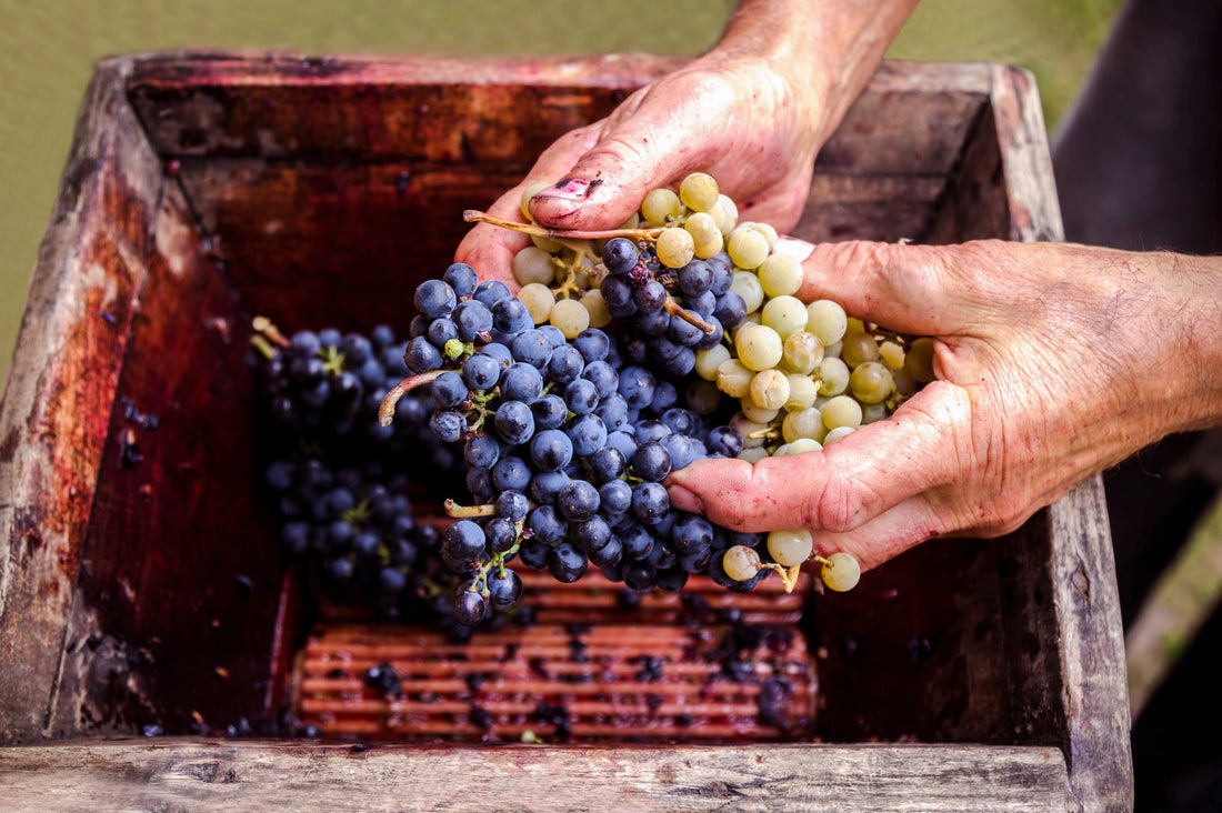Diff Grapes Exploring Different Grape Varieties and Their Characteristics