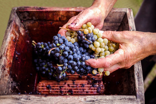 Exploring Different Grape Varieties and Their Characteristics